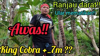 Pencarian King Cobra+_7m !? Menemukan ular deriknya Indonesia paling mematikan !!