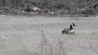 Canadians Geese on the farm