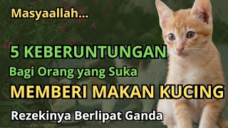 ALHAMDULILLAH !! Inilah 5 Keberuntungan Bagi Orang yang Suka Memberi Makan Kucing, Banyak Rezeki...