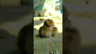 chicks #viral #viralvideo #teetar