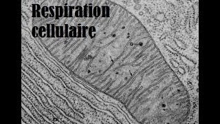 La respiration cellulaire