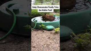 Cheesecake in the turtle pool