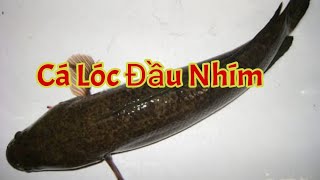 Cá Lóc Đầu Nhím Giống Dễ Nuôi Mau Lớn Và Lợi Nhuận Cao || Video Hữu Ích Cho Cuộc Sống