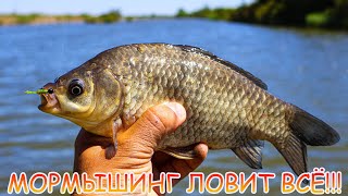 Мормышинг ловит ВСЁ!!! Шнур или Эстер? Что для мормо выбрать?