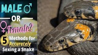 How To Tell If Your Snake Is Male Or Female (Fast Method)