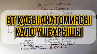 Өт қабы анатомиясы,Кало үшбұрышы