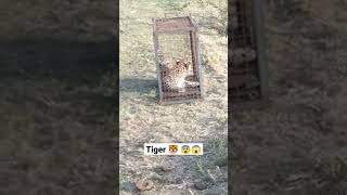 🐯 Tiger caught  by forest officer #tiger #viral 🐯#shortsfeed #wildlife