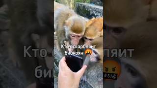 Кто оскорбляет бибизян тот рапик 🐒 #манки #bibimonkey #обезьяна #пон #rek #бибизяна #brother #shorts