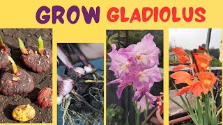 Gladiolus Bulb Growing Tips | ग्लैडियोलस के बल्ब को गमले मे कैसे उगाएं | A to Z जानकारी