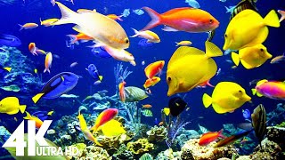 4K Aquarium for Relaxation 🐠 Relaxing Oceanscapes - Sleep Meditation 4K UHD Screensaver