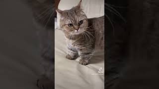 Cute angry cat😹#cute#angry#kitten #trending #cats #shorts #shortvideo #love #fyp #reels #viralvideo