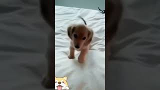 Cute animals - Funny actions