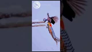 "Beautiful Birds"🦜🕊🦅#viral#viralshorts  #shortsvideo #youtubeshorts #ytshorts #viralshort #birds