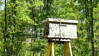 Honey bees swarming (4-29-10)