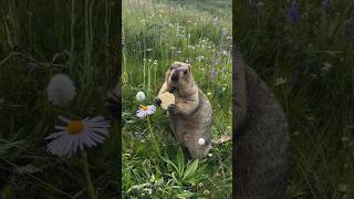 Adorable Himalayan Marmot Enjoys Tasty Cookies! 😋🍪#cutemarmot #cuteanimals #marmot #marmota #cute