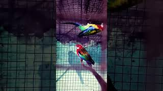 rosella parrot vlogs my YouTube channel subscrabe🙏