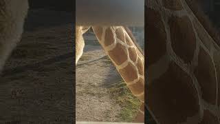 Giraffe in Qatar