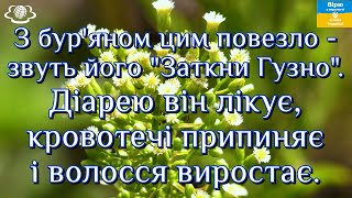 З бур'яном цим повезло - звуть його "Заткни Гузно".