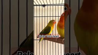 #Relax your heart Black cockatoos parakeet beautiful bird Parrots#parrots#birds #animals #cockatoos