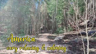 Walk in the Forest America (Arizona) | Life in America Vlog