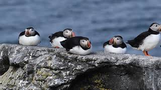 Vigur Island Puffins and Arctic Terns July 2024