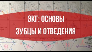 ЭКГ: Основы. Зубцы и отведения.