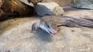 Rough-Scaled Plated Lizard Eating Superworms