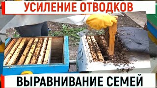 Усиление отводков. Выравнивание семей.