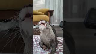 OTTER ASMR CHICKEN CARTILAGE #shorts