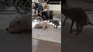 Playful Sphynx cat annoys American Pit Bull Terrier in hilarious video from Toronto, Canada!