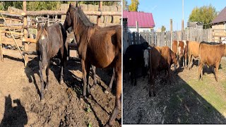 Бұзау бұқаларды және тайларды үйге бордақыға әкелдік. Жем сатып алынды….