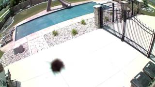 Crazy Bee Attacks Camera