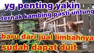 ternyata dari ternak kambing, semua bisa jadi cuan