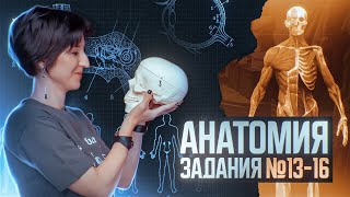 Анатомия | Сборник Рохлова | Задания с рисунками | ЕГЭ-2025 по биологии