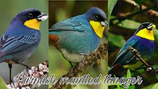 Meet the Purplish Mantled Tanager #animals #birds #nature