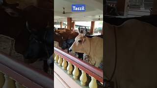 Cows eating straw at Gosala Mayapur 🐄🐂🔱🎯 #Cow #Gosala #Iskcon #Cattle  #Mayapur #YtShorts #Viral