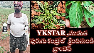 #chilli #మిరప కు మంచి మందు ఒక్క స్ప్ర్వీ తో ముడుత పురుగు మరియు సైడ్ బ్రాంచ్‌లు -వై కె స్టార్#ykstar