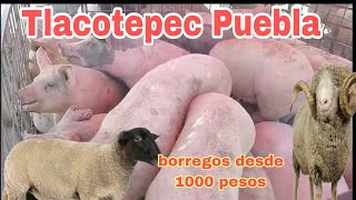 ASI es TLACOTEPEC PUEBLA  y su  -plaza ganadera o mercado de animales