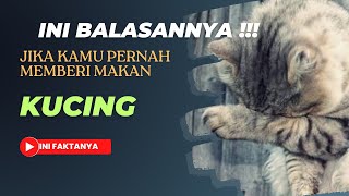 Ini balasannya‼️ jika anda pernah ngasih makan kucing