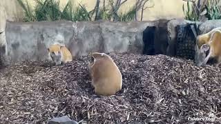 Red River Hogs in Mulch