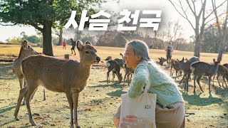 사슴 천국 나라 공원에서만 볼 수 있는 절경 - 일본 여행(5)