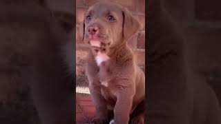 Pitbull dog WhatsApp status video🎉😎🎉#pitbull#viral#dogfight#populardogs#shorts 🔥🔥🔥