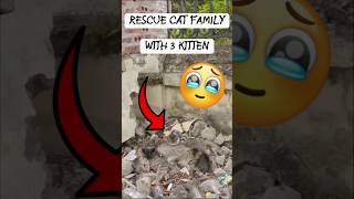 A True Hero ❤️: Man Rescues Cat Family in Need! #shorts #shortvideo #shortsfeed