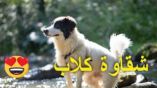 كلاب اليفة للمنزل - من أفضل أنواع الكلاب التي يمكن اقتنائها وتربيتها في المنزل