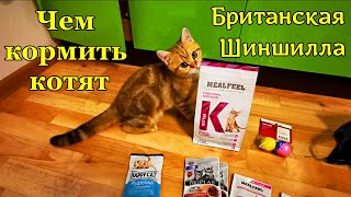 Чем кормить котёнка. Что ест котенок Британская Шиншилла! Как правильно кормить котенка.