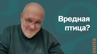 Вредная птица? Валерий Кузенков об отстреле сороки.