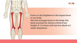 Which is the largest bone in our body?