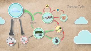 Biomass carbon neutrality-a complex issue simply explained