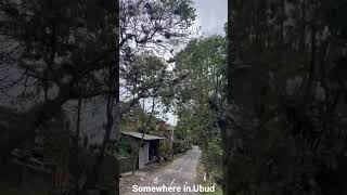 Birds  Ubud