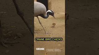 Demoiselle crane bird chick | #birdshort #youtubeshortsvideos